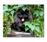 FanSee 5D Diamant Peinture Kit,DIY Diamond Painting, Chiot Spitz Peinture Diamant 5D Complet Point De Croix Broderie Diamant Arts Crafts, Décoration Murale Diamant Painting,Cadeau.40x50cm