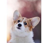 FanSee Kit de Peinture Diamant DIY 5D, Chiens corgi Broderie Diamant Plein,Peinture par Numéro,Kit Peinture Diamantée Broderie Diamant Kit Complet Diamant Painting Décoration Murale 30x40cm