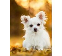 FanSee Kit de Peinture Diamant DIY 5D, Chihuahua à poil long Broderie Diamant Plein,Peinture par Numéro,Kit Peinture Diamantée Broderie Diamant Kit Complet Diamant Painting Décoration Murale 40x50cm