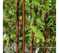 Fargésia, bambou parapluie - fargesia 'red dragon' - 60-80 cm pot
