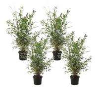 Fargesia Gansu - Set de 4 - Bambou non invasif - Pot 17cm - Hauteur 50-70cm