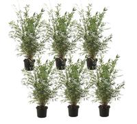 Plant in a Box - Fargesia nitida 'Gansu' - Set de 6 - Bambou sacré - Bambou plante exterieur rustique non traçant - Pot 17cm - Hauteur 50-70cm