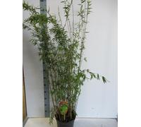 Fargesia jiuzhaigou 1 C10-10 litre - Bambou de jade - Bambou rouge