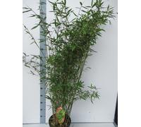 Fargesia nitida 'Winter Joy' pot C1-1 litre - le bambou de jardin beau en hiver