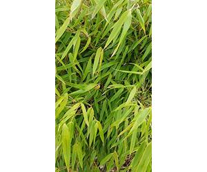 Fargesia robusta 'Campbell' / Bambou non traçant/Conteneur de 3 à 4 litres