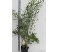 Fargesia robusta 'Campbell' pot C10-10 litres - Bambou pour haie haute - Bambou zébré