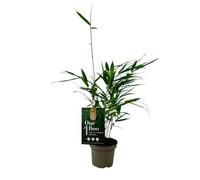 Fargesia Robusta Pingwu Bambou 30cm - Résistant au froid, persistant, brise-vue à croissance rapide pour jardin et terrasse, facile d'entretien et opaque