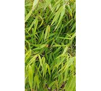 Fargesia robusta 'Pingwu' / Bambou non traçant/Conteneur de 7 à 10 litres