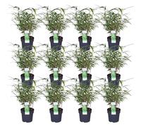 Fargesia rufa bambou - lot de 12 - ↨40cm - Ø14 - plante d'extérieur