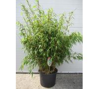 Fargesia rufa P9 - 0.5 litre 20-30 cm - Bambou parapluie - Plantes bambou de haie