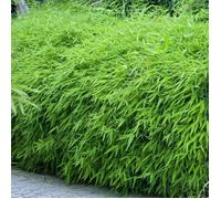 Fargesia Rufa (Pot de 14cm, Hauteur 50-60cm) - Bambou non envahissant et rustique