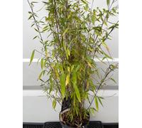 Fargesia 'Winter Joy' - Le bambou d'hiver 100-125 cm conteneur