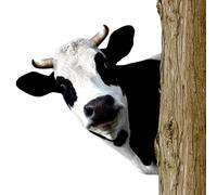 Farm Peeping Animals Metal Art, Color Metal Garden Ornements Decorative Outdoor Art Decorations for Yard Garden Fence Patio Farmhouse, Cow