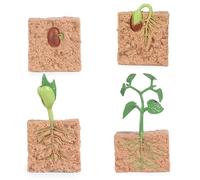 Faroby Jouets de Cycle de Vie pour Enfants, modèle processus Croissance Plantes simulé 4 pièces, Jouet Culture Plantes pour Les Tout-Petits