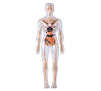 Faroby Modèle de Corps Humain pour Enfants, Jouet Scientifique d'anatomie 3D détachable, modèle de Squelette éducatif entièrement Transparent