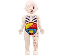 Faroby Modèle de Corps Humain pour Enfants - Modèle d'anatomie 7 x 4 avec Organes Amovibles, ABS sans bavures, Jouet éducatif Scientifique pour Enfants de Plus 3 Ans