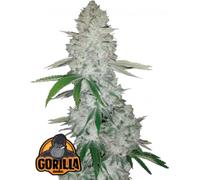 Fast Buds Graines De Cannabis Gorilla Glue Auto 3 Paires.