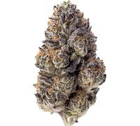 Fast Buds Graines De Cannabis Papaya Sherbet Féminisées 1 Pcs