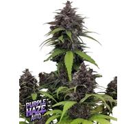 Fast Buds Graines De Cannabis Purple Haze Auto 3 Paires.