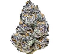 Fast Buds Graines De Cannabis Rainbow Melon Féminisées 3 Paires.