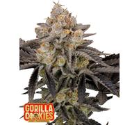 Fast Buds Seeds Gorilla Cookies Ff 1 Pcs