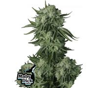 Fast Buds Seeds Moby Dick Auto 1 Pcs