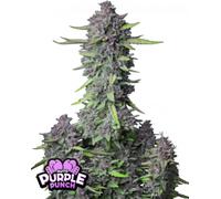 Fast Buds Seeds Purple Punch Auto 3 Paires.