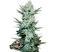 Fast Buds Seeds Tangie Auto 5 Pièces