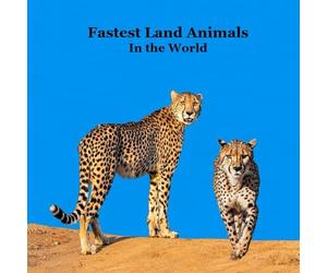 Fastest Land Animals in the World Kids Book: Great Book about the Fast Land Animals on Earth