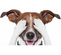 FASTLATE Autocollants 3D Réalistes pour Voiture, Étiquette Jack Russell Terrier, pour Planche De Surf, Graffiti Fin, Matériau en Vinyle, Décoration Étanche