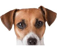 FASTLATE Autocollants 3D Réalistes pour Voiture, Étiquette Jack Russell Terrier, pour Planche De Surf, Graffiti Fin, Matériau en Vinyle, Décoration Étanche