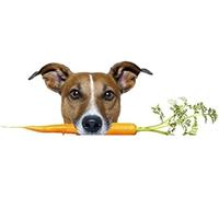 FASTLATE Autocollants 3D Réalistes pour Voiture, Étiquette Jack Russell Terrier, pour Planche De Surf, Graffiti Fin, Matériau en Vinyle, Décoration Étanche