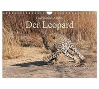 Faszination Afrika: Der Leopard (Wandkalender 2026 DIN A4 quer), CALVENDO Monatskalender: Der Leopard, die elegante und kraftvollen Raubkatzte