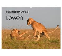 Faszination Afrika: Löwen (Wandkalender 2026 DIN A2 quer), CALVENDO Monatskalender: Löwen, die größten Katzen Afrikas