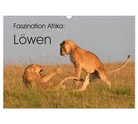 Faszination Afrika: Löwen (Wandkalender 2026 DIN A3 quer), CALVENDO Monatskalender: Löwen, die größten Katzen Afrikas