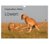 Faszination Afrika: Löwen (Wandkalender 2026 DIN A4 quer), CALVENDO Monatskalender: Löwen, die größten Katzen Afrikas