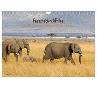 Faszination Afrika - wilde Tiere der Masai Mara - Kenia (Wandkalender 2026 DIN A4 quer), CALVENDO Monatskalender: Wundervolle Aufnahmen frei lebender ... fotografiert vom Naturfotografen Ralph Patzel