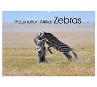 Faszination Afrika: Zebras (Wandkalender 2026 DIN A2 quer), CALVENDO Monatskalender: Wie kein anders Tier vekörpern die Zebras die Tierwelt Afrikas