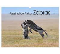 Faszination Afrika: Zebras (Wandkalender 2026 DIN A3 quer), CALVENDO Monatskalender: Wie kein anders Tier vekörpern die Zebras die Tierwelt Afrikas