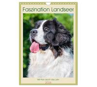 Faszination Landseer - Mit Plan durch das Jahr (Wandkalender 2026 DIN A4 hoch), CALVENDO Monatskalender: Landseer - diese faszinierenden Hunde ... Sigrid Starick in 13 bezaubernden Bildern.