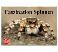 Faszination Spinnen (Wandkalender 2026 DIN A2 quer), CALVENDO Monatskalender: Die achtbeinigen Webkünstler aus der Nähe