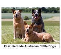 Faszinierende Australian Cattle Dogs (Wandkalender 2026 DIN A3 quer), CALVENDO Monatskalender: Australian Cattle Dogs - der Hund mit regem Geist und agilem Körper
