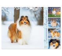 Faszinierende Rough Collies (Wandkalender 2027 DIN A4 quer), CALVENDO Monatskalender: 13 wundervolle Fotos der Fotografin Sigrid Starick von bezaubernden Collies begleiten und durch das Jahr
