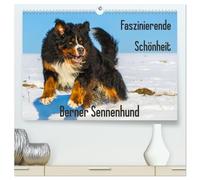Faszinierende Schönheit Berner Sennenhund (hochwertiger Premium Wandkalender 2026 DIN A2 quer), Kunstdruck in Hochglanz: Stark wie ein Bär, dabei ... dieser Kalender den Berner Sennenhund