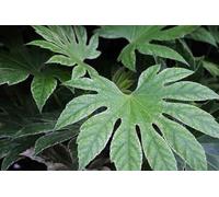 Fatsia jap. 'Spider's Web' - Zimmeraralie 30- 40 cm Conteneur