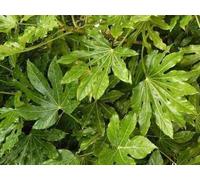 Fatsia japonica (aralia_sieboldii) - aralia d'intérieur 60- + cm conteneur