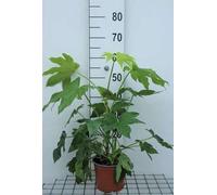 Fatsia japonica (aralia_sieboldii) - Aralia d'intérieur conteneur 40- 60 cm