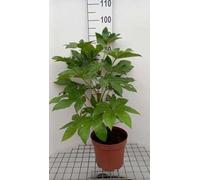 Fatsia japonica (aralia_sieboldii) - Aralie Du Japon, Fatsie Du Japon 60- + cm en pot