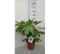 Fatsia japonica 'Variegata' - Aralia d'intérieur conteneur 60- + cm