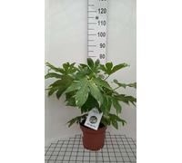Fatsia japonica 'Variegata' - Aralie Du Japon, Fatsie Du Japon 60- + cm en pot